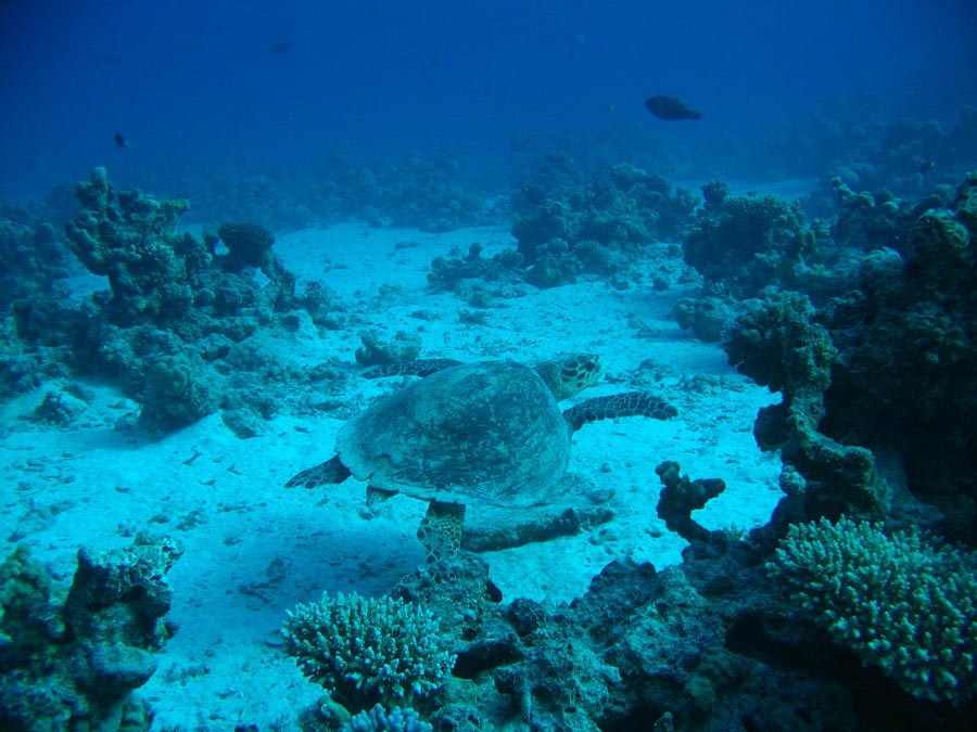 Snorkel Javea