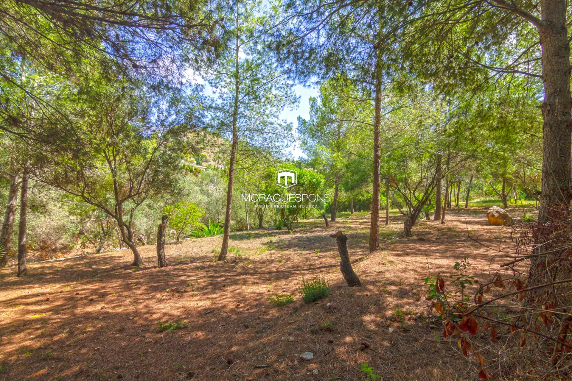 Image 10 of 25