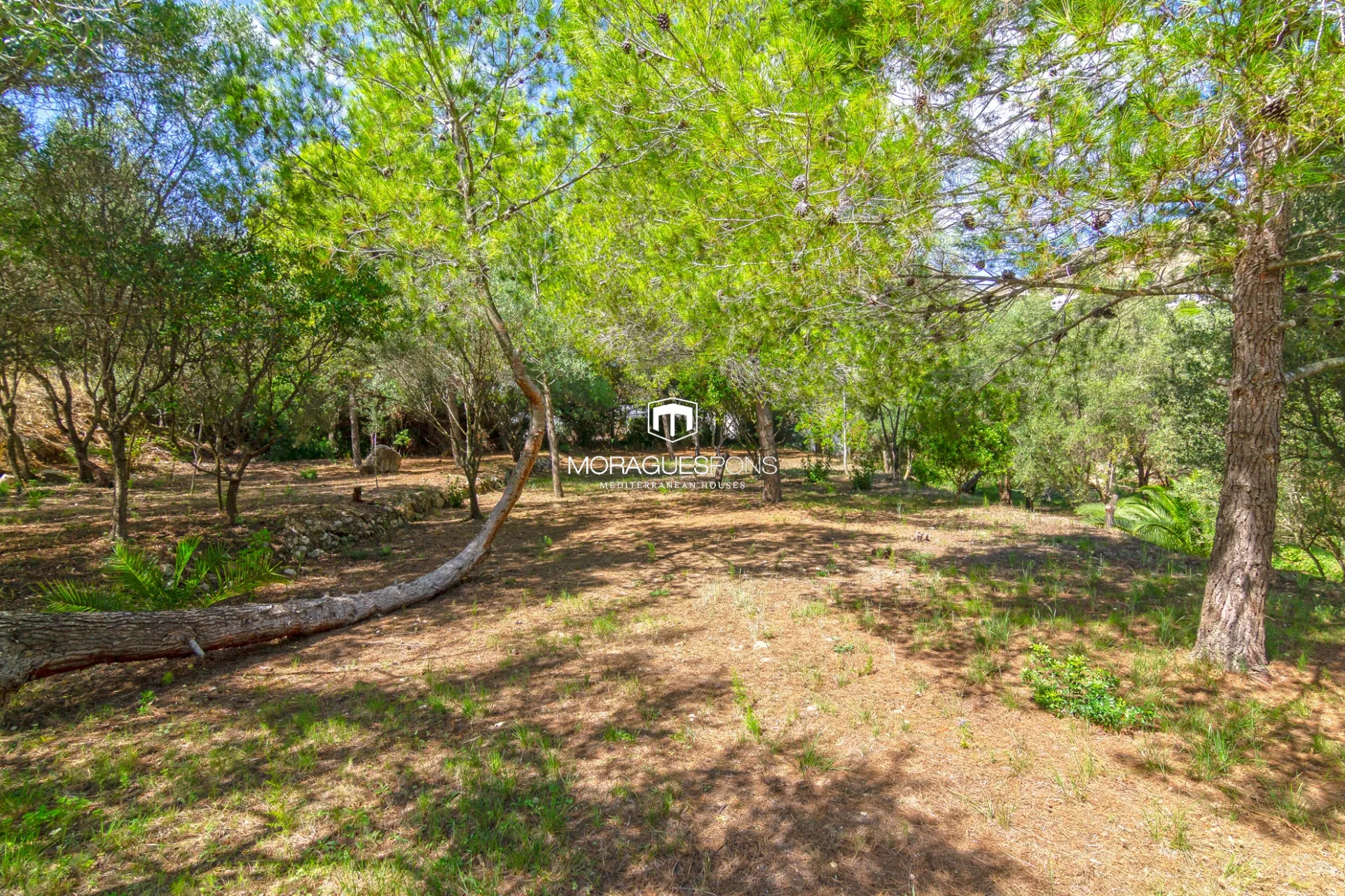 Image 12 of 25