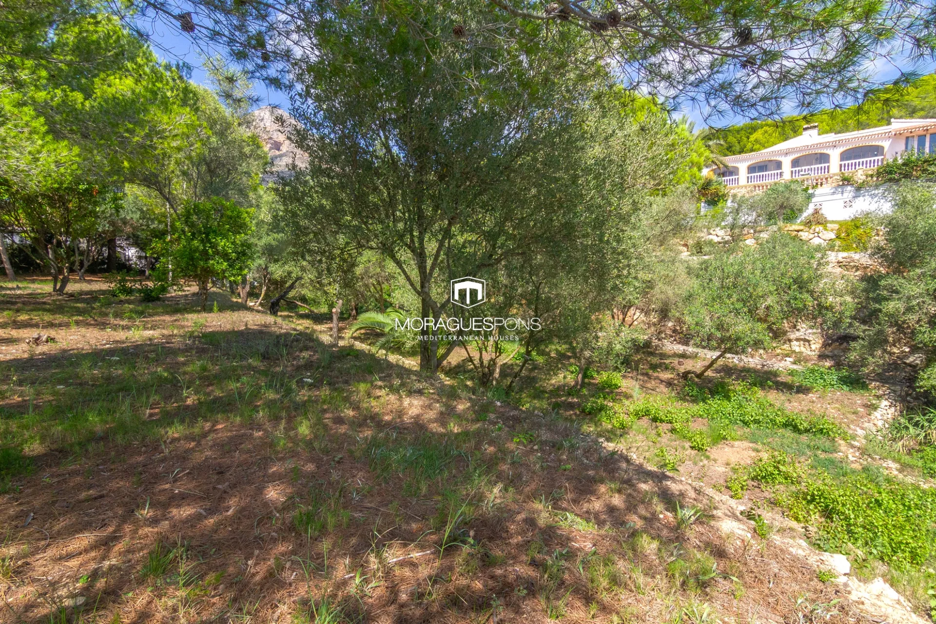 Image 8 of 25
